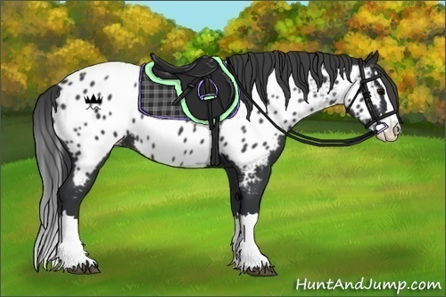Horse Color:Black Splash Appaloosa 