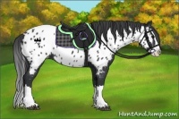 Horse Color:Black Splash Near Leopard 