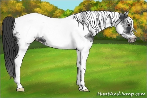 Horse Color:White Spotted Black Splash Tobiano Frame Appaloosa