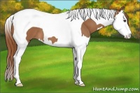 Horse Color:Chestnut Splash Tobiano