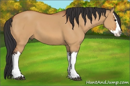Horse Color:Bay Dun Splash 