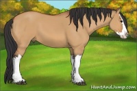 Horse Color:Bay Dun Splash