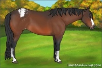 Horse Color:Bay Appaloosa 