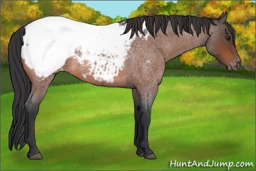 Horse Color:Bay Roan Snowcap 