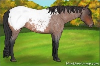 Horse Color:Bay Roan Snowcap