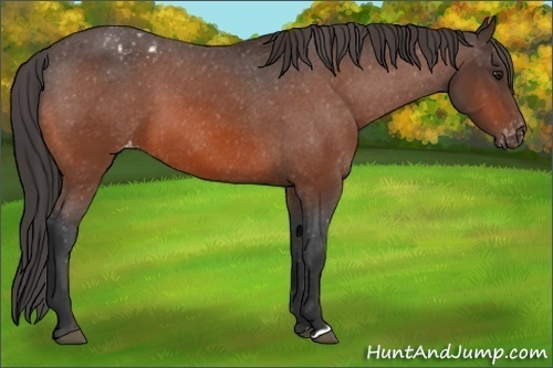 Horse Color:Bay Appaloosa 