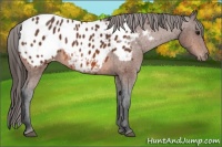 Horse Color:Bay Appaloosa