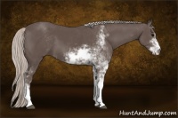 Horse Color:Silver Black Sabino 