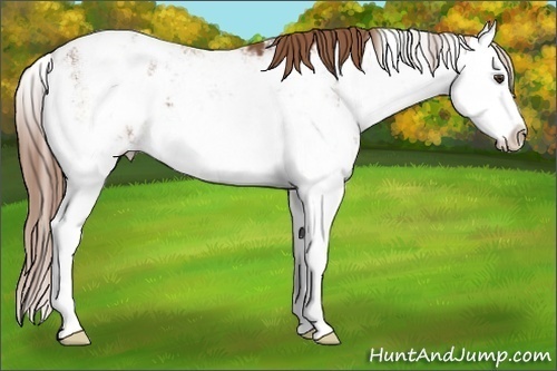 Horse Color:Chestnut Sabino Splash Appaloosa 