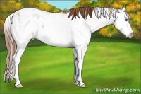 Horse Color:Chestnut Sabino Splash Appaloosa 