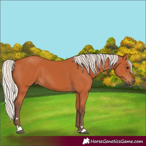 Horse Color:Silver Bay 
