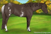 Horse Color:White Spotted Liver Chestnut Sabino 