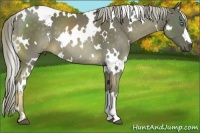 Horse Color:White Spotted Chocolate Palomino