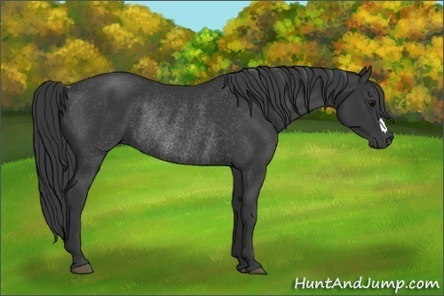 Horse Color:Black Rabicano 