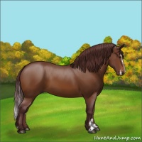 Horse Color:Chocolate Buckskin Sabino 