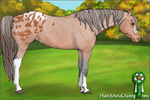 Horse Color:Bay Appaloosa 
