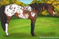 Horse Color:Bay Appaloosa 