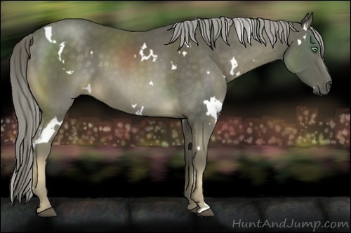 Horse Color:White Spotted Chocolate Palomino