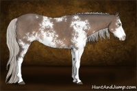 Horse Color:Silver Black Sabino 