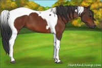 Horse Color:Bay Tobiano 