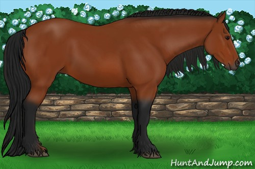 Horse Color:Gray Bay 