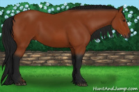 Horse Color:Gray Bay 