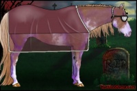 Horse Color:White Spotted Chestnut 