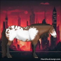 Horse Color:Bay Frame Appaloosa 