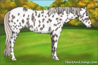 Horse Color:Silver Black Appaloosa Rabicano 