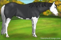 Horse Color:Black Splash 