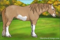 Horse Color:Red Roan Splash Frame