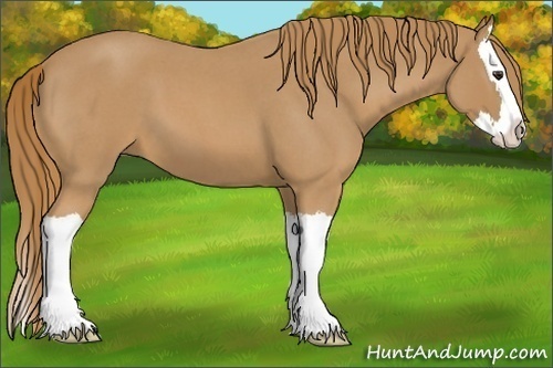 Horse Color:Red Roan Splash 
