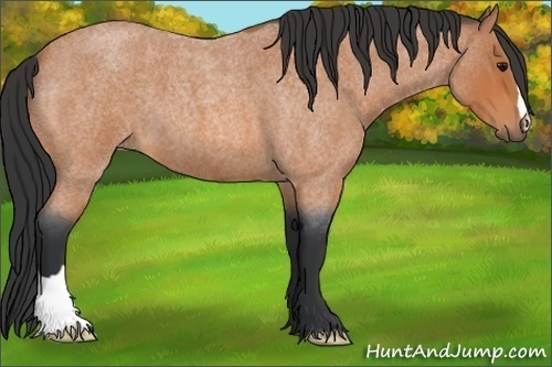 Horse Color:Bay Roan 