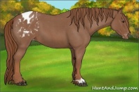 Horse Color:Red Roan Appaloosa