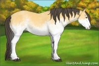 Horse Color:White Spotted Buckskin 