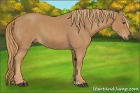 Horse Color:Red Roan Rabicano 