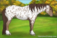 Horse Color:Classic Champagne Roan Appaloosa Rabicano 