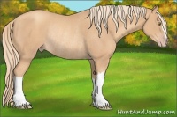 Horse Color:Gold Champagne Rabicano