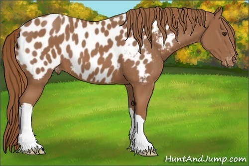 Horse Color:Chestnut Appaloosa