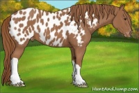 Horse Color:Chestnut Blanket 