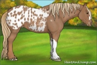 Horse Color:Red Roan Appaloosa 