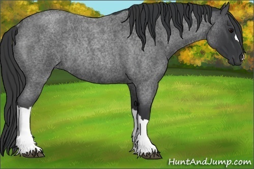 Horse Color:Blue Roan Rabicano 