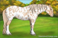 Horse Color:Gold Champagne Roan Near Leopard 