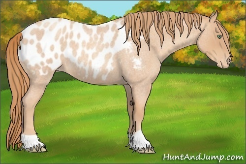 Horse Color:Gold Champagne Roan Appaloosa 