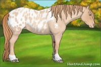 Horse Color:Gold Champagne Roan Appaloosa 