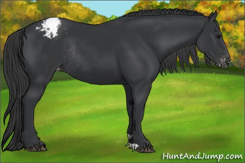 Horse Color:Black Appaloosa Rabicano 