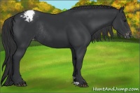 Horse Color:Black Appaloosa Rabicano 