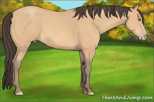 Horse Color:Amber Champagne 