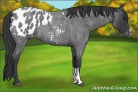 Horse Color:Blue Roan Appaloosa 