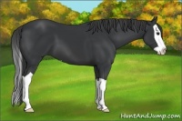 Horse Color:Black Splash 